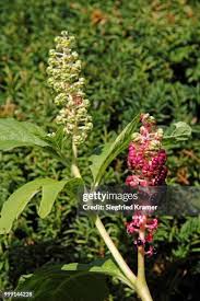 Image result for Phytolaccaceae