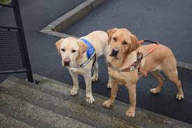 Check spelling or type a new query. Soutenez L Association Des Chiens Guides D Aveugles