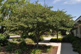 The washington hawthorn also has a spread of 25 to 35 feet. Thornless Cockspur Hawthorn