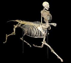 These bones are similar to most other the skeleton can be divided into three main parts. Skeleton Articulation Custom Skeletal Articulation And Cleaning
