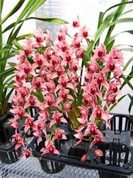 Image result for Thesium cymosum