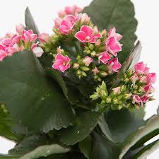 Kalanchoe Blossfeldiana Don Nando Pbr Pink Flaming Katy In 2020 Kalanchoe Blossfeldiana Pink House Plants