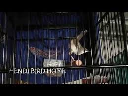 Kalo borongan dikasih harga special. Ciblek Nembak Panjan Lagu Mp3 Mp3 Dragon