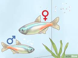 You'll notice a few changes in your female puffer fish's body and habits once it starts producing eggs. How To Breed Neon Tetras 14 Steps With Pictures Wikihow