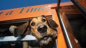 As shiply's shipping companies are already. Can I Take My Pets On Public Transportation Howstuffworks
