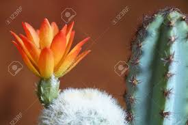 Out of all the plants in the world, they produce some of the most uniquely beautiful flowers. Closeup Yellow Roange Color Of Blooming Cactus Flower Is Astrophytum Stock Photo Picture And Royalty Free Image Image 139213472