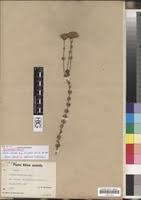 Image result for Sebaea sedoides