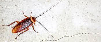You can apply the bait anywhere you've seen roaches such as under the refirgerator. How To Get Rid Of Roaches Kill Cockroaches Domyown Com