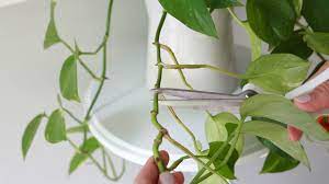 Earlier i used to cut videos either by movie maker or vlc. Pin On Plants Flowers