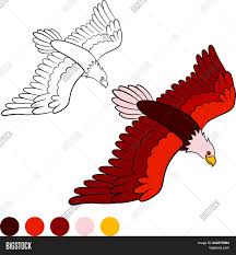 We did not find results for: Coloring Page Color Me Eagle Cute Bald Eagle Flying Image Stock Photo 240375994
