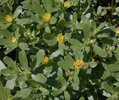 Image result for Portulaca oleracea
