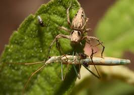 Other species of badumna are found throughout australia. What Do Spiders Eat What Do House Spiders Eat Spider Eating Spider House Spider