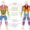 Write the number of the correct muscle group: 1