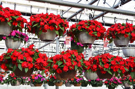 Image result for Impatiens gesneroidea