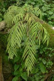 Image result for Asplenium elliottii