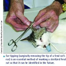 The tioman cat spaying project is a conservation project funded by donations. All Things Considered Quot Caring For Feral Cats In The Clinic Quot Vetfolio