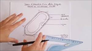 La Biologie Dessin Scientifique Facebook
