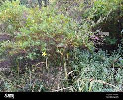 Image result for Hypericum revolutum