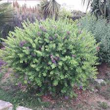 Image result for Polygala nematophylla