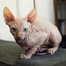 Why buy a sphynx kitten for sale if you can adopt and save a life? 7 Hairless Cat Breeds Sphynx Donskoy And More