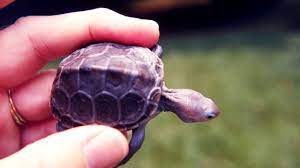 How To Take Care Of A Baby Turtle | Pet Turtles - Youtube