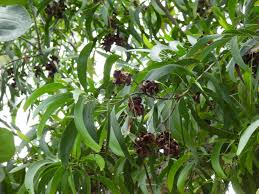 Image result for Acacia auriculiformis