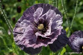 Mehrjährige mohn sorten benötigen einen rückschnitt. Papaver Rhoeas Amazing Grey Klatschmohn Samen Gartnerei Staudenfan