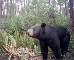 To cram in the most deadly animal action into this one article i have put some of these animals the average number of deaths each year is around 2 to 3 nearly all of which have occurred in florida. The Top 10 Most Dangerous Animals In Florida Wanderwisdom