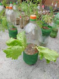 Como Hacer Un Cultivo Hidroponico La Hidroponia Es Una Tecnica Relativamente Nueva Que Permite Producir Cultivos S Bouteille Plastique Bouteille Deco Jardin