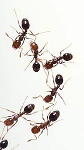 Bullet ant—an ant with a sting so powerful it feels like being shot. Ants Species History Colony Schoolworkhelper