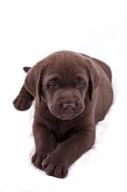 Epingle Sur Dog S