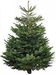 Brazi naturali sau brazi artificiali? Https Xn Brazicrciun Ekb Ro Brad Natural De Lux Html