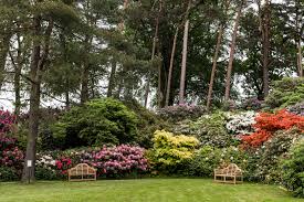 Normalerweise werden rhododendren in alleen und in gruppen gepflanzt. Westerstede Rhododendronpark Hobbie Ostfriesland Nordsee Landkreis Ammerland