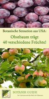 Obstbaum Tragt 40 Verschiedene Fruchte Kleine Obstbaume Obst Fruchte