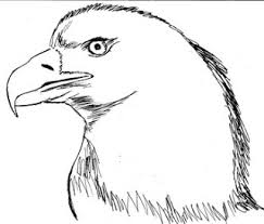 Burung elang, merak, merpati, kakak tua, beo, garuda, perkutut, nuri, atau burung apa nih? 87 Koleksi Gambar Sketsa Burung Elang Jawa Terbaik Gambar Hewan