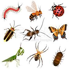 Vector Illustrations Of Common Garden Insects And Creatures Garden Insects Beneficial Insects Beneficial Bugs