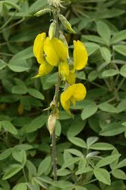 Image result for Crotalaria agatiflora