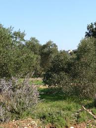Mediterranean Nature Provence 2013 Olive Tree Rosmarinus Avec Images