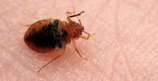 Easy Tips To Prevent Bed Bugs Infestation In Your Home