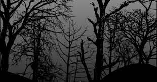 Dead Trees Brush Photoshop Freebies Tree Photoshop
