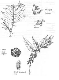 Image result for Ficalhoa laurifolia