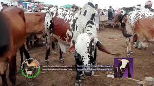 Dangerous camel qurbani in okara 2019. Cholistani Bull For Qurbani Eid 2017 Part 2 Of Khobsoorat Bachra For Qurbani Eid 2017 2018