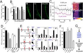 Root recovery hair and scalp treatment is designed to treat the leading causes of hair loss in both men and women. The Molecular Link Between Auxin And Ros Mediated Polar Root Hair Growth Biorxiv