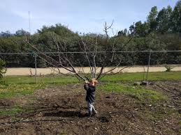 Image result for pruning plum trees