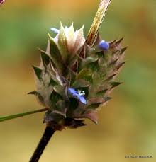 Image result for Rungia grandis