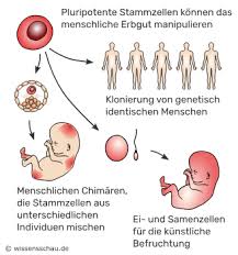 Dagegen herrscht über die zulässigkeit des therapeutischen klonens erbitterter streit, der sogar vor der uno ausgetragen wurde. Stammzellen Und Ethik Mehr Als Nur Der Embryo Wissensschau De