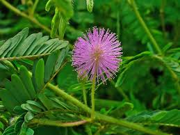 Image result for Mimosa pudica