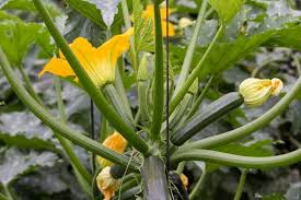 Fine gardening's danielle sherry shows fine cooking's sarah breckenridge the proper way to plant summer squash. Growing Zucchini How To Plant Grow And Harvest Zucchini Summer Squash The Old Farmer S Almanac