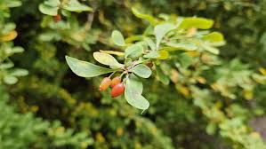 Image result for Berberis thunbergii