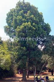 Image result for Afrocarpus falcatus
